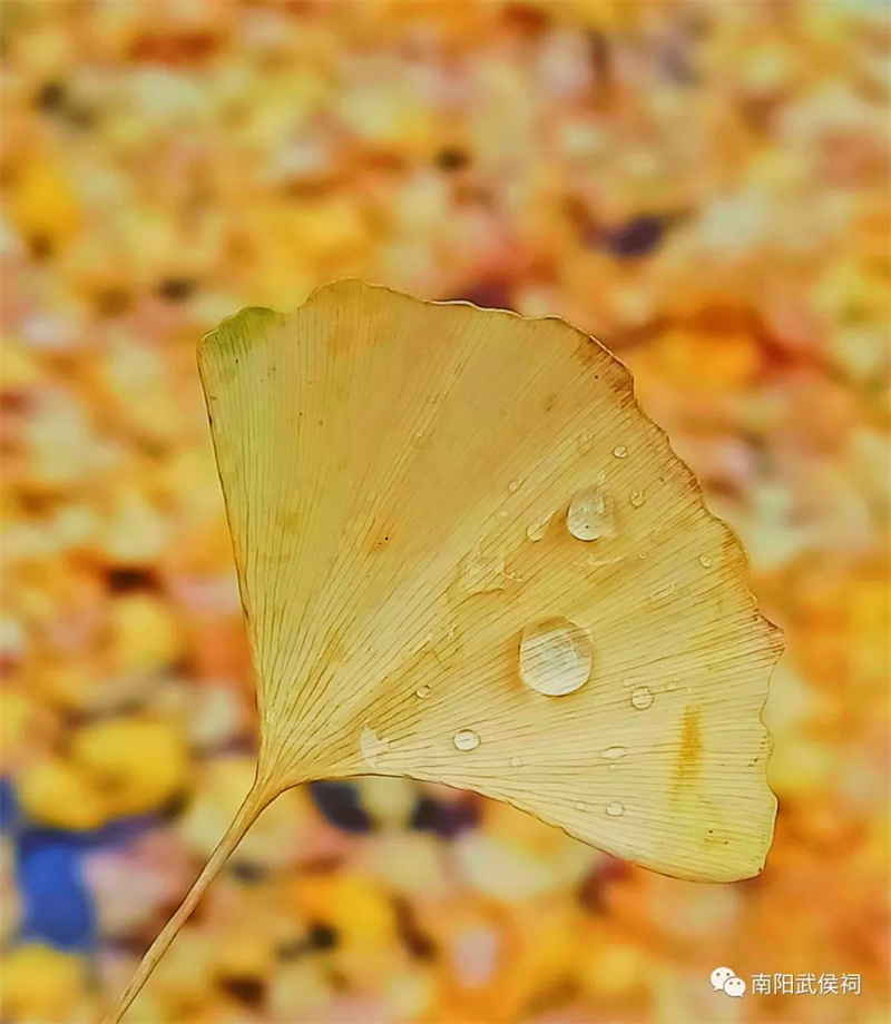 武侯祠——古老的红墙邂逅金黄的银杏叶