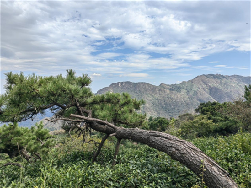 行走河南·读懂中国丨信阳：好山好水生好茶