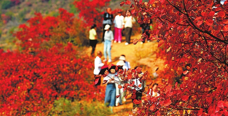 红叶遍布山野