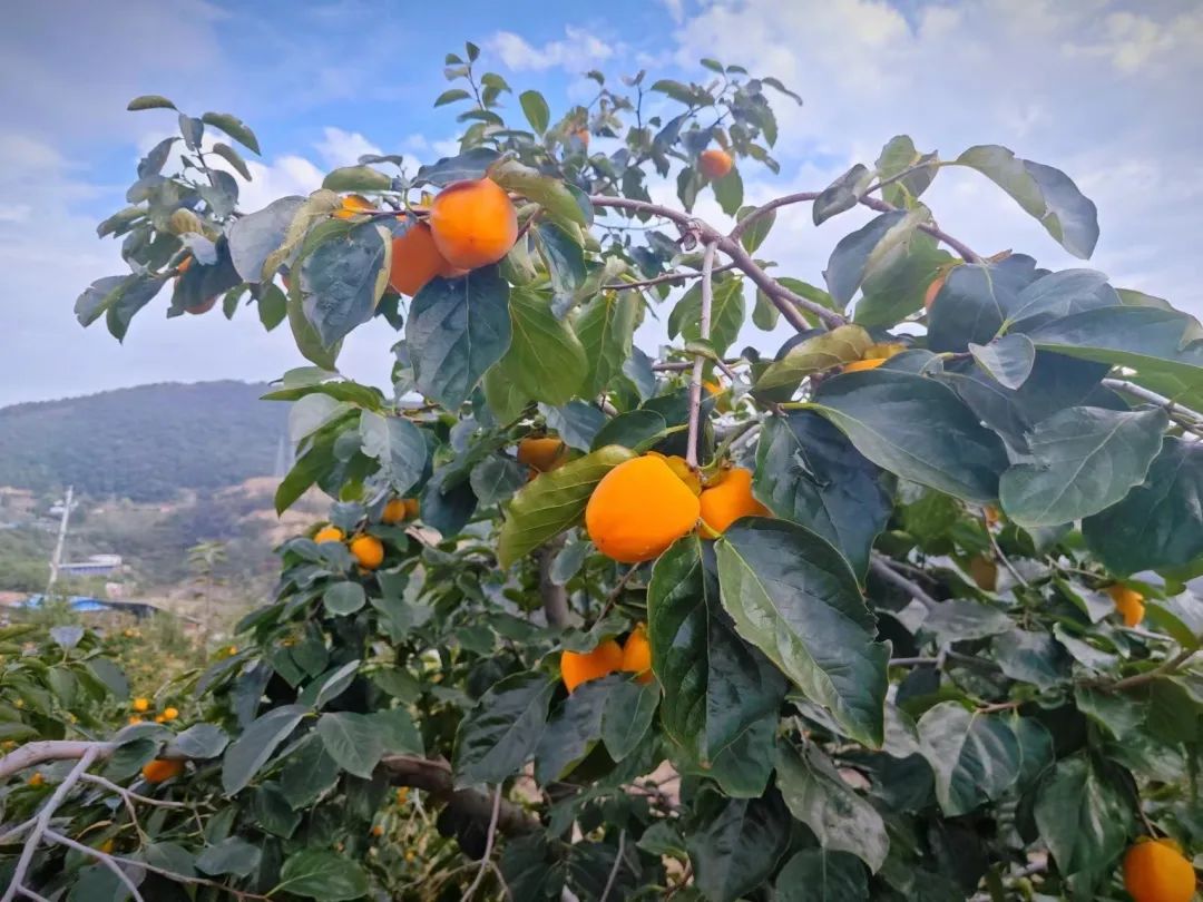 秋意浓，一起打卡禹州特色乡村游线路