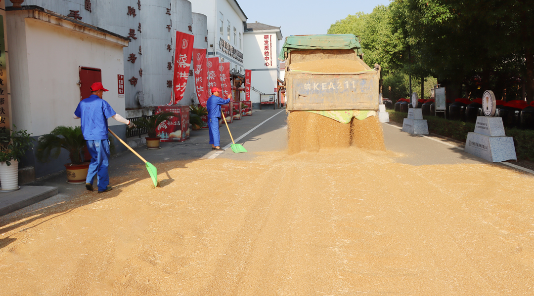 好粮酿好酒，蔡洪坊酿酒专用粮种植基地6000亩小麦再获丰收