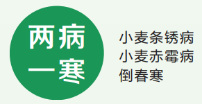 防“两病一寒”夺夏粮丰收