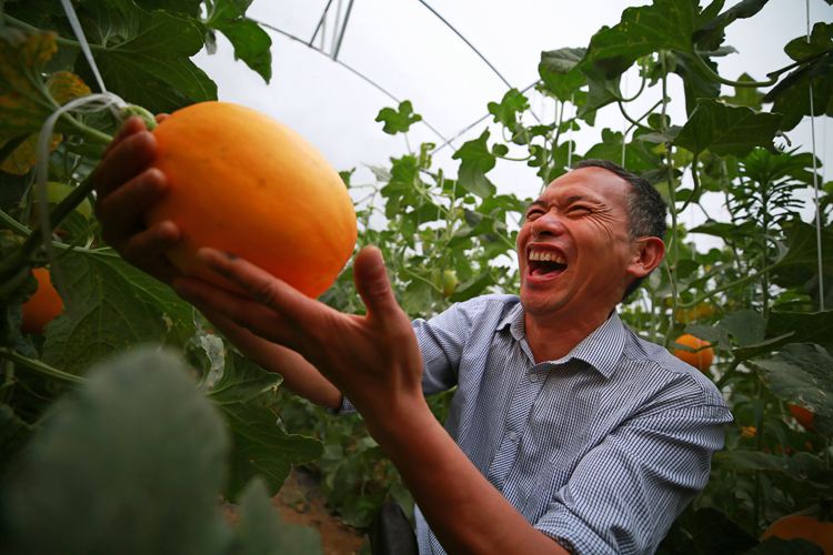 今年丰收节河南主会场亮点抢鲜看