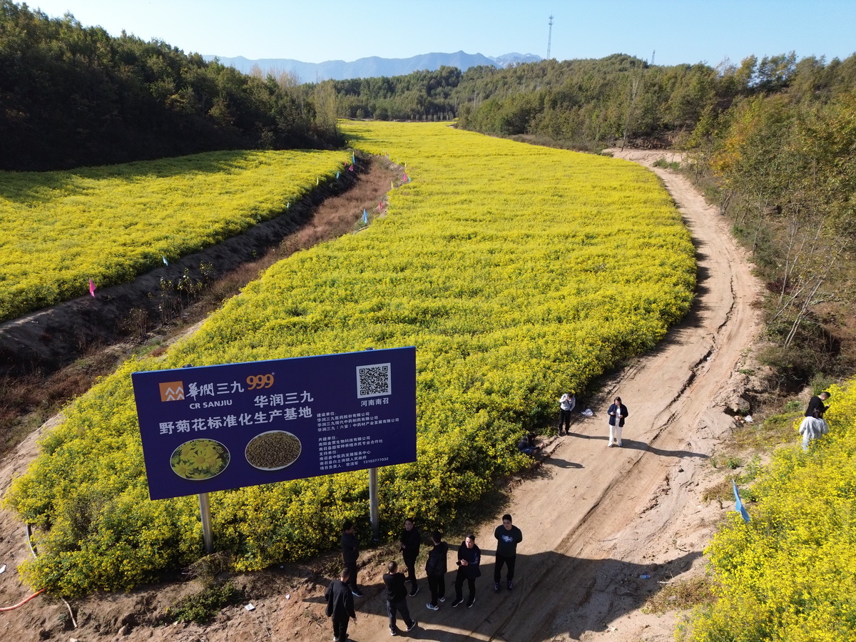 总编辑走基层·新质生产力19城调研行⑲│南阳：千年药香蕴新机
