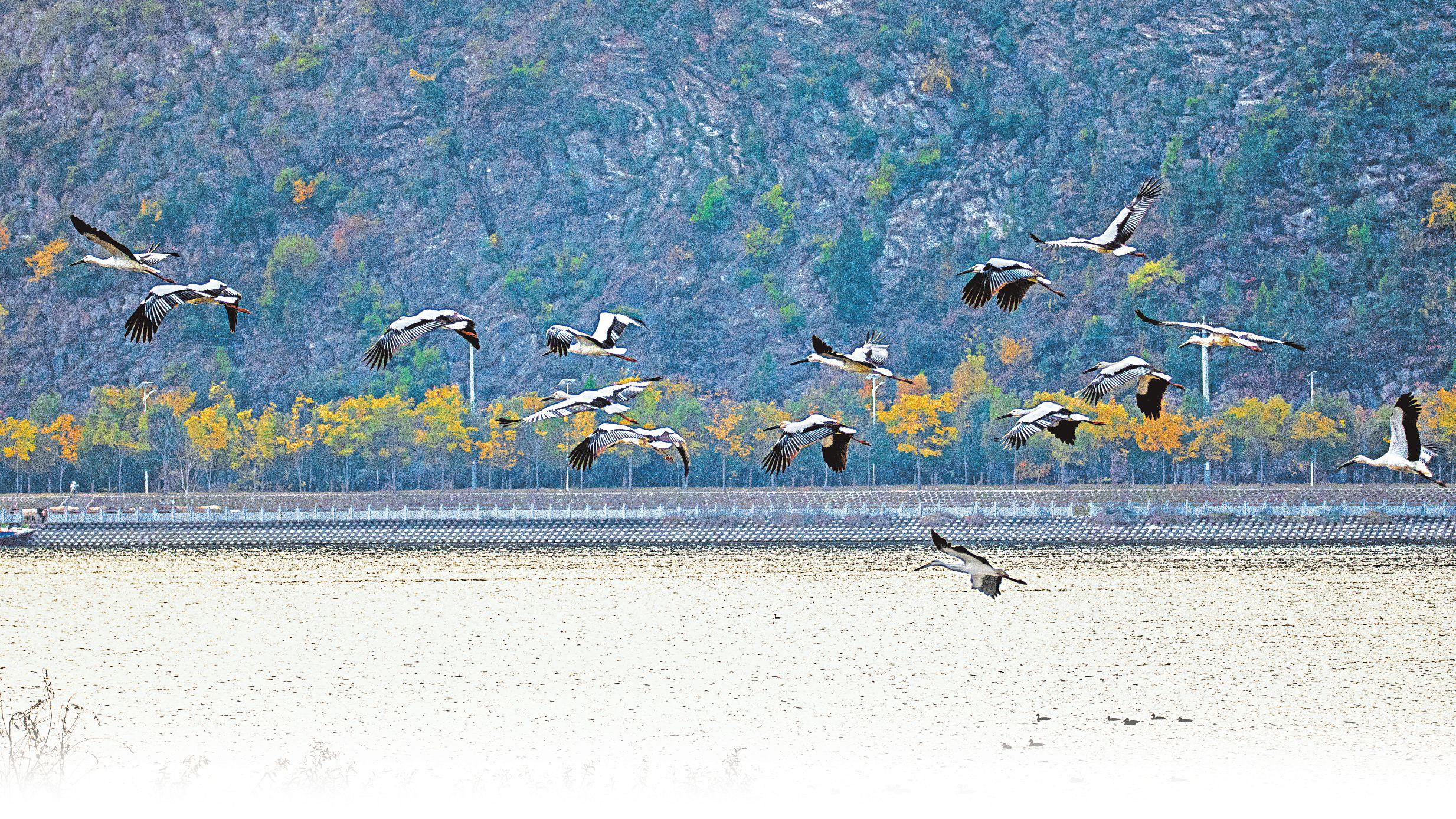 28只东方白鹳首次现身丹江湿地