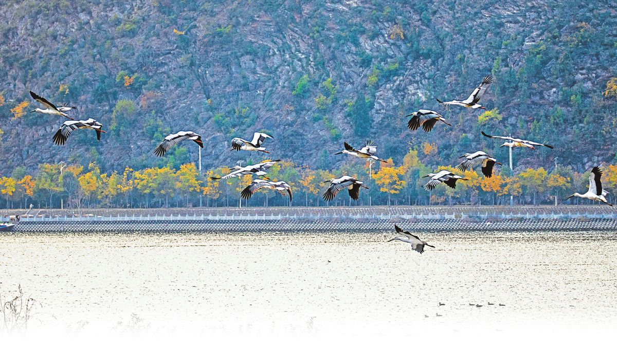 美丽河南建设进行时丨渠首淅川迎来“鸟界国宝” 28只东方白鹳首次现身丹江湿地