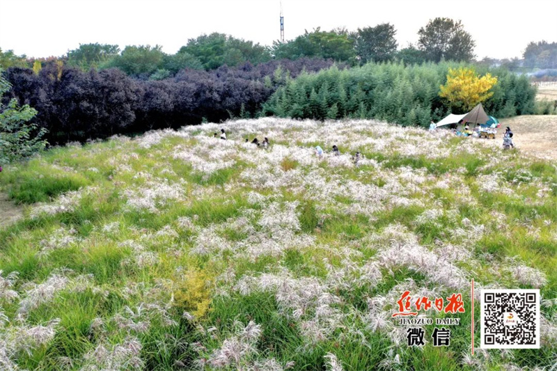 【行走河南·读懂中国】有一种美，叫焦作秋天的芦苇