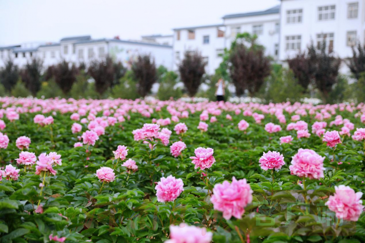 实时“云赏花”！洛龙芍药花海向市民游客免费开放