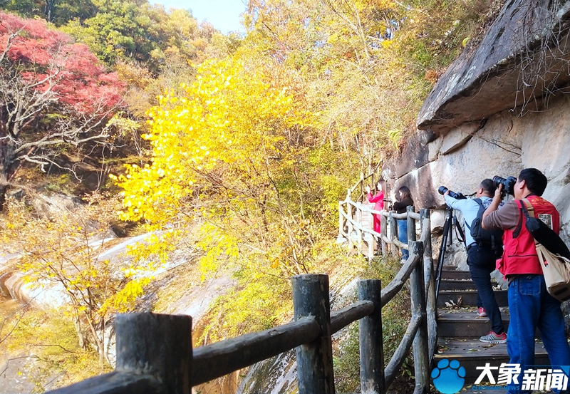 【行走河南·读懂中国】南阳宝天曼：漫山遍野秋色浓 醉美红叶入画来