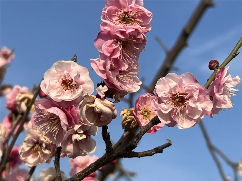 行走河南·读懂中国 | 洛阳：又到一年赏花时 洛城花事地图出炉