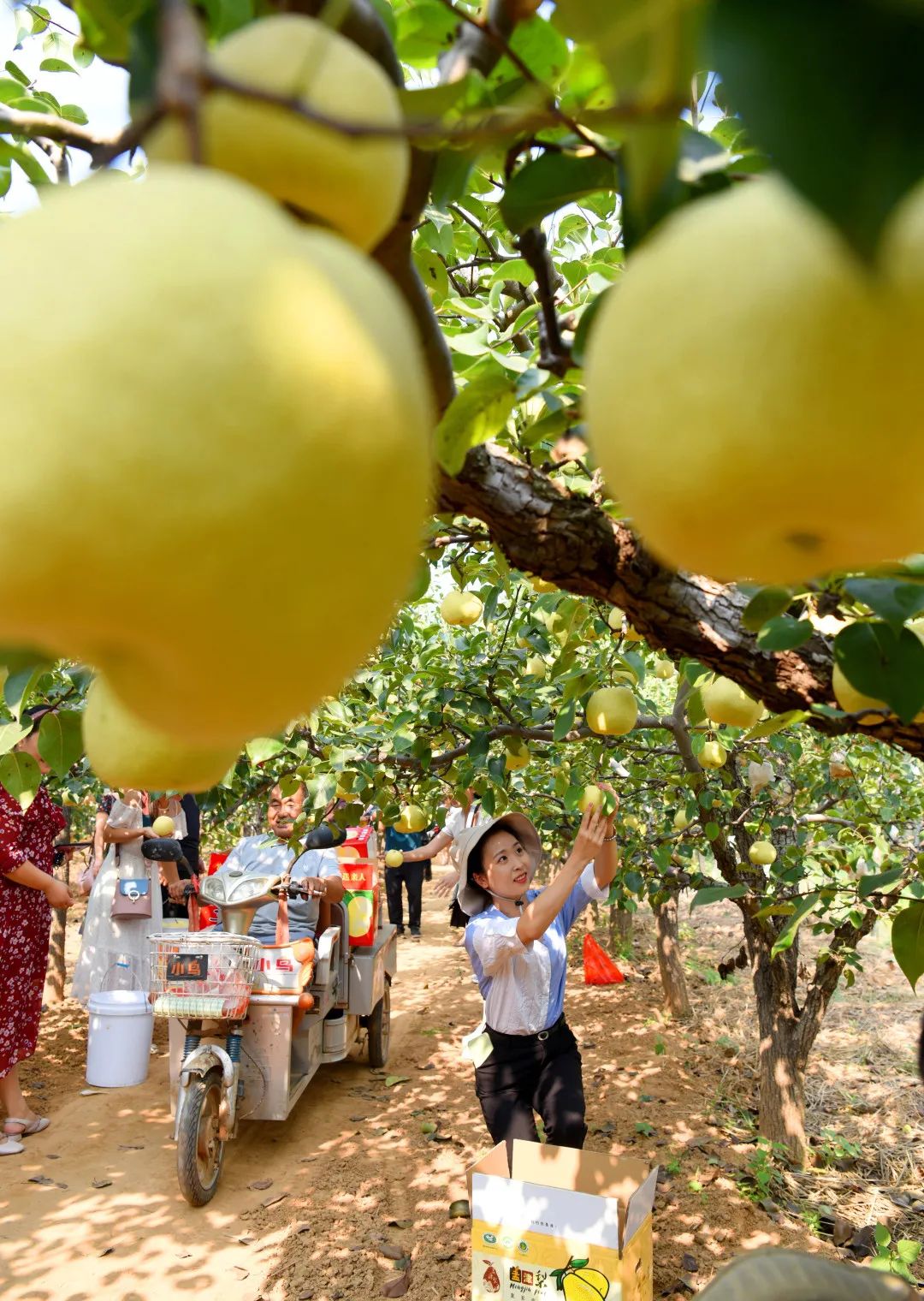 【行走河南·读懂中国】洛阳秋日限定美食请收藏
