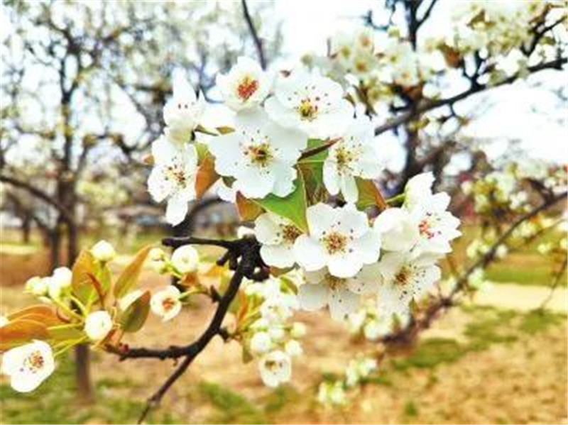 赴一场春天的约会 “向花而行”正当时