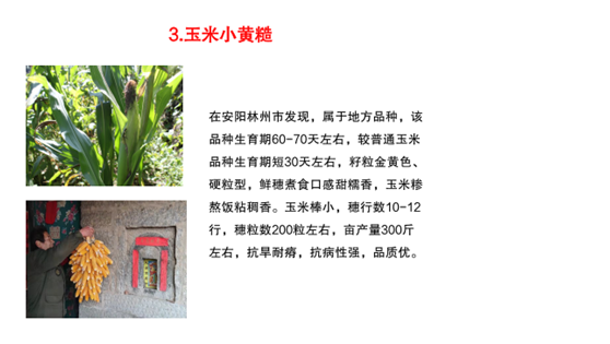 2021年度河南省农作物种质资源普查与收集十大重要成果评选结果揭晓