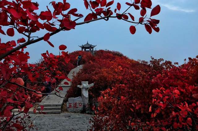巩义市竹林长寿山红叶节5日启幕