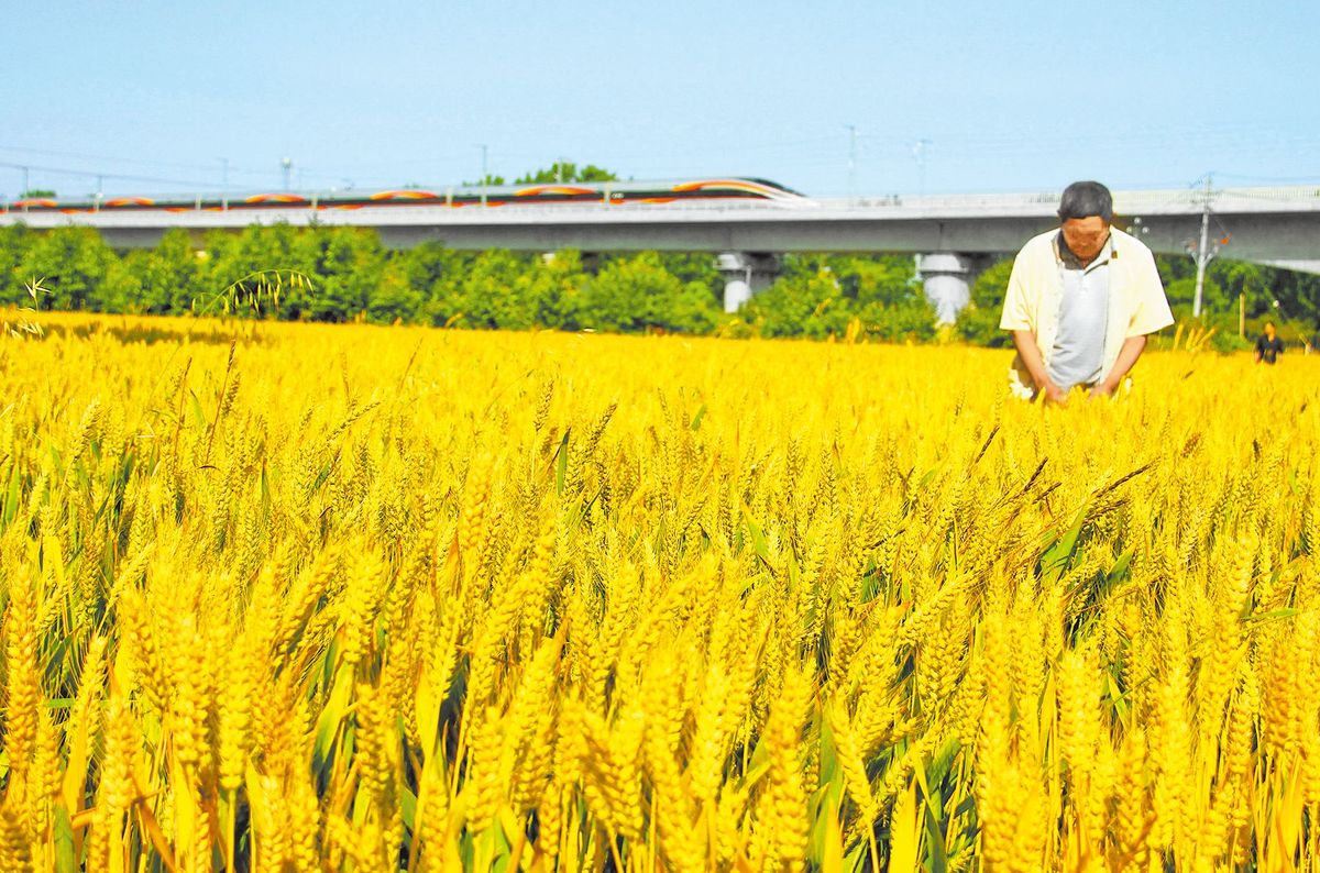 Farmers Busy with Agricultural Activities on 'Grain Buds'