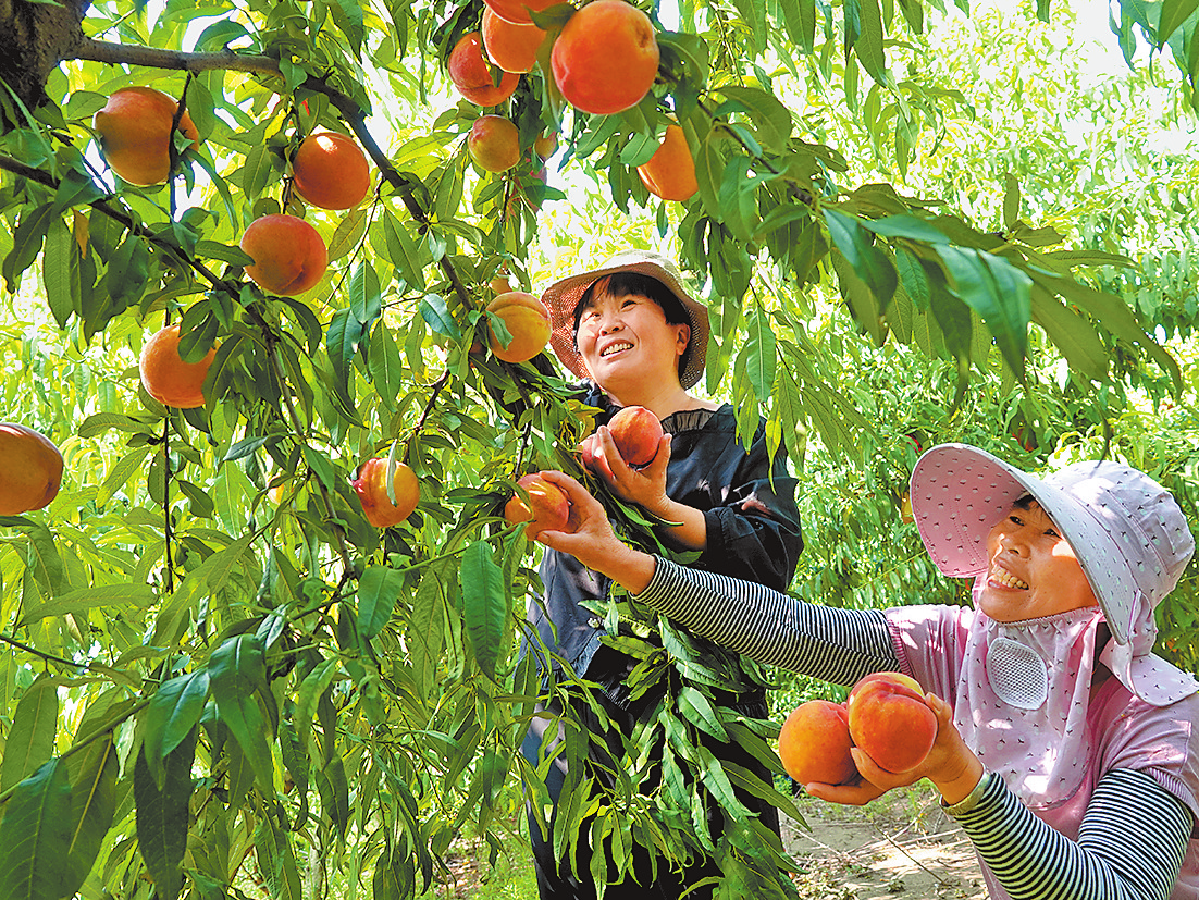 黄金蜜桃喜获丰收