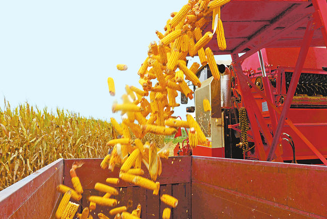农牧一体融合发展 河南省全株青贮玉米发力全产业链