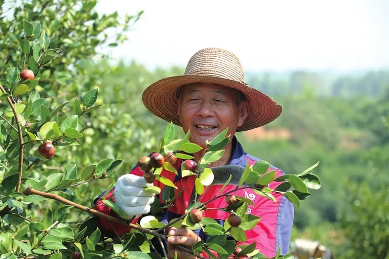 把油茶业做优做大的信阳之路（礼赞新中国 出彩大中原·信阳篇）