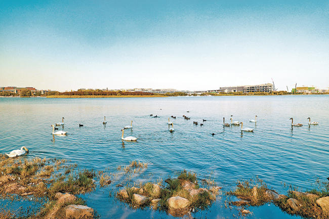 Better environment attracts swans