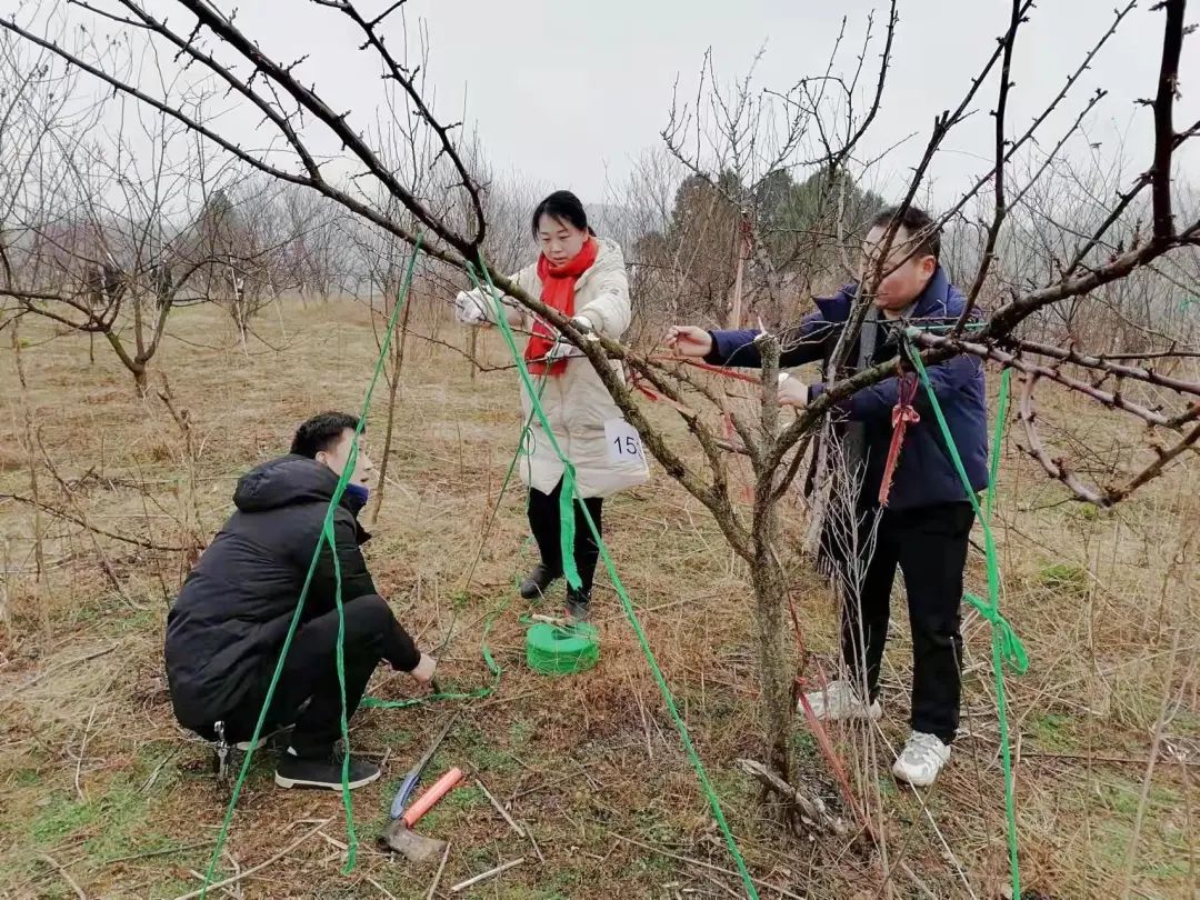 淅川：人勤不负好时光 果树管理正当时