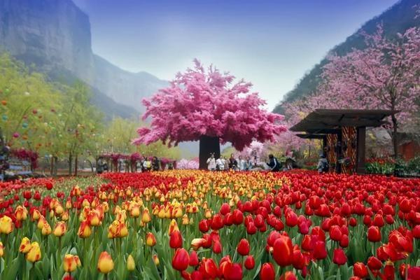 2022宝泉郁金香踏青赏花节将于3月5日启幕