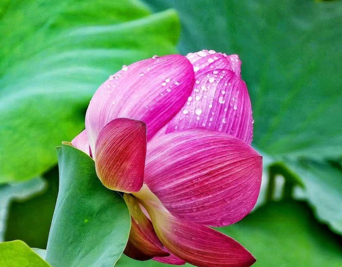鹿邑：雨后荷花别样红