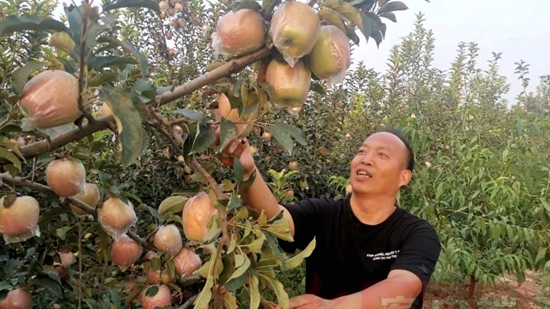 给果品“服中药”，杞县苹果进了粤港澳大湾区“菜篮子”