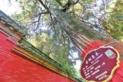 全国古树“选美”榜单出炉 我省2株侧柏和6处古树群上榜