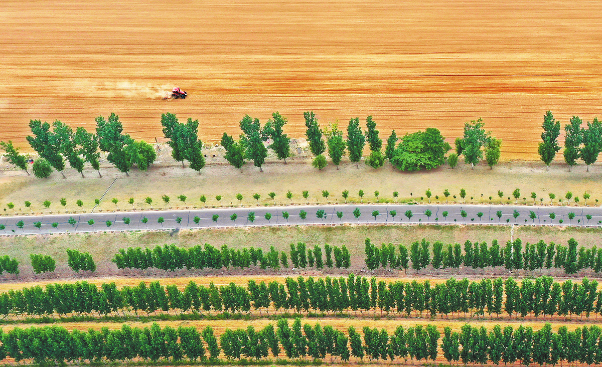 麦向丰收 种下希望