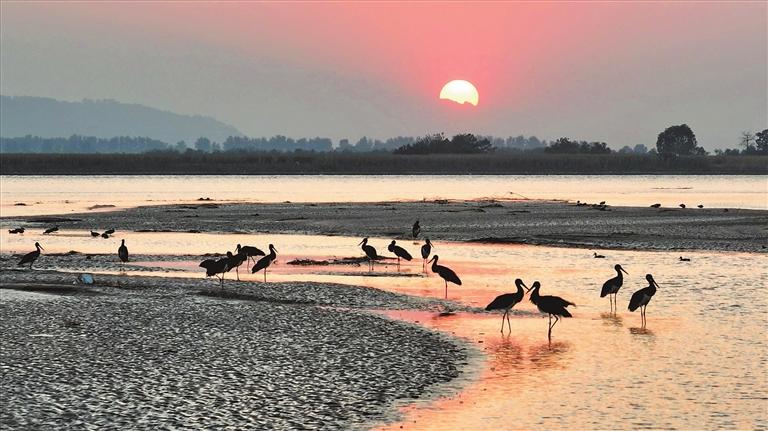 Ecological beauty of the Yellow River wetlands