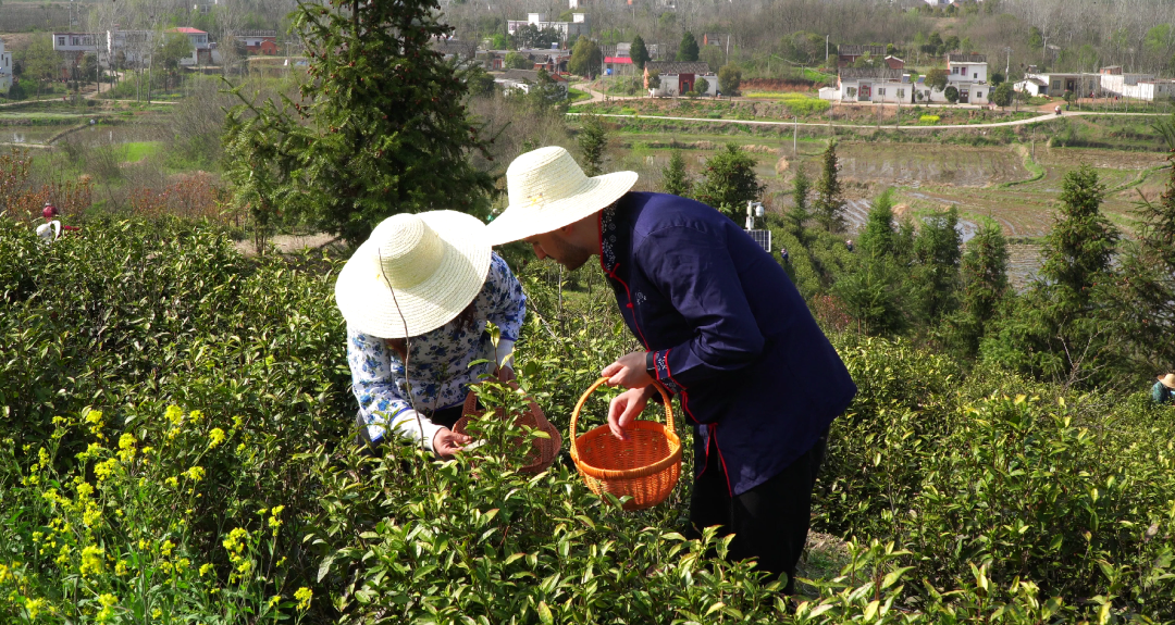 外国人眼中的河南品牌③丨河南茶香飘世界 信阳毛尖“圈粉”外国小伙儿