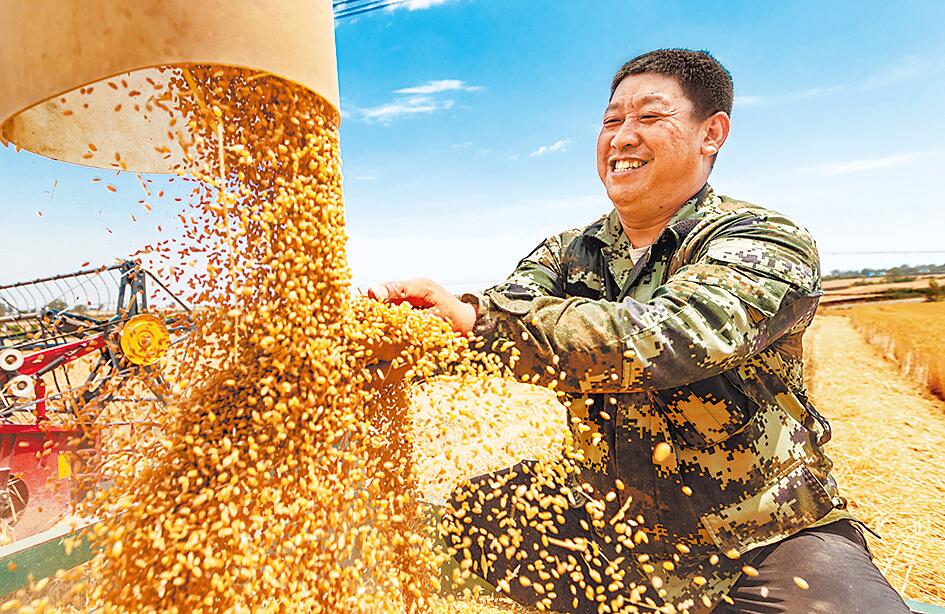 奋战三夏 力夺丰收：在田野里自在飞翔