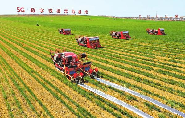 Unmanned Seeding Machines Working in a Pepper Field