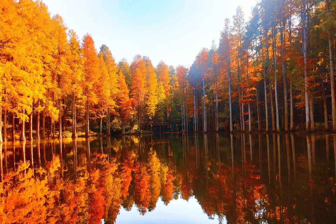 波尔登森林公园色彩斑斓美如油画