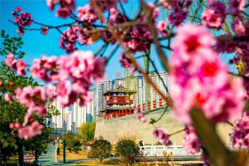 行走河南·读懂中国 | 洛阳：又到一年赏花时 洛城花事地图出炉