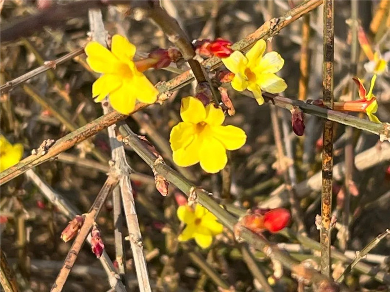 行走河南·读懂中国 | 洛阳：又到一年赏花时 洛城花事地图出炉