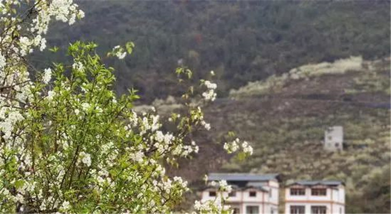 赴一场春天的约会 “向花而行”正当时