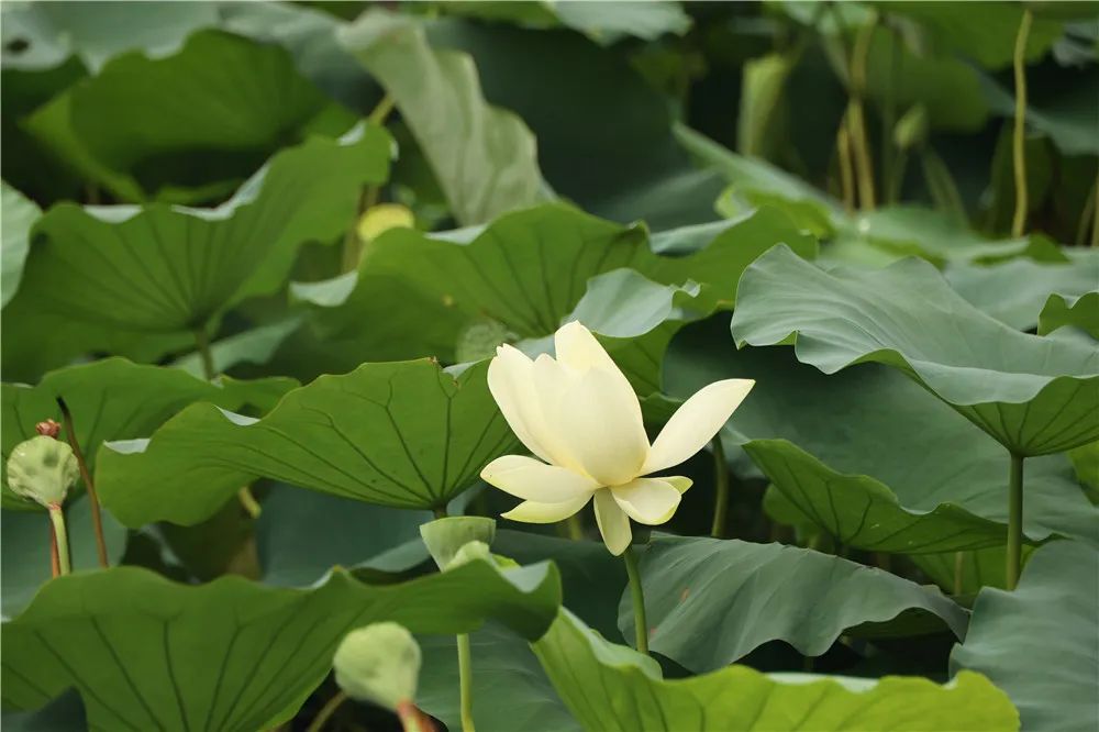 【行走河南·读懂中国】别错过这一抹荷塘秋色