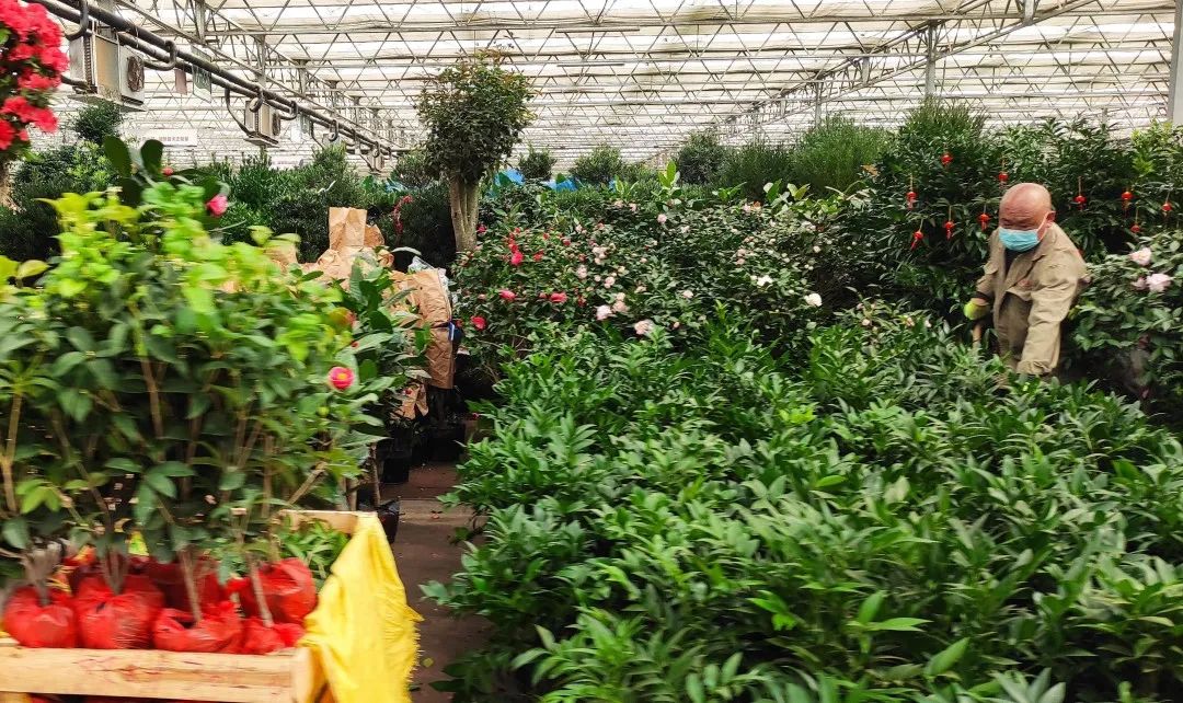 王伟调研郑州陈砦花卉双桥花鸟市场