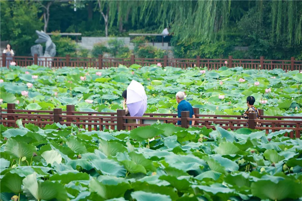 【行走河南·读懂中国】别错过这一抹荷塘秋色
