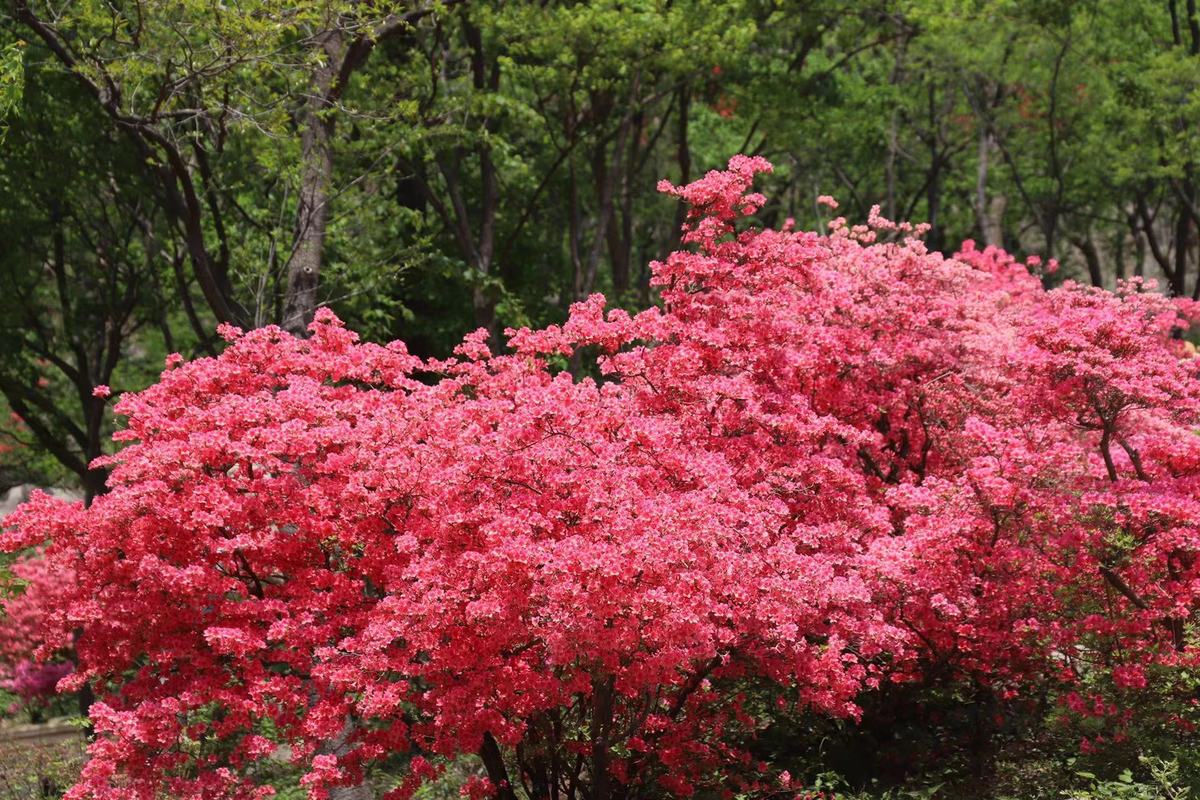 桐柏：万亩杜鹃花 盛放桐柏山