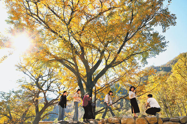 Autumn leaves attract tourists in Songxian