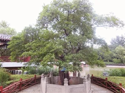“寻根洛阳”最美古树评选活动结果揭晓，市林业部门为最美古树授牌 让文脉与乡愁在古树的年轮里传承