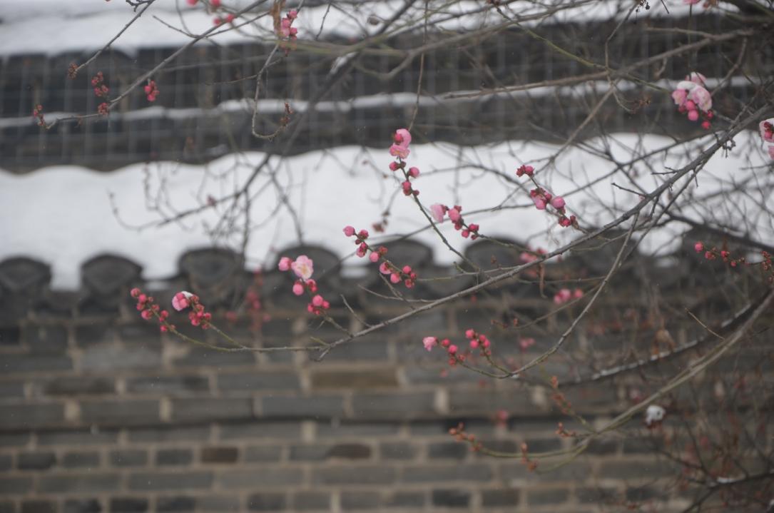 雪落古衙宜观景