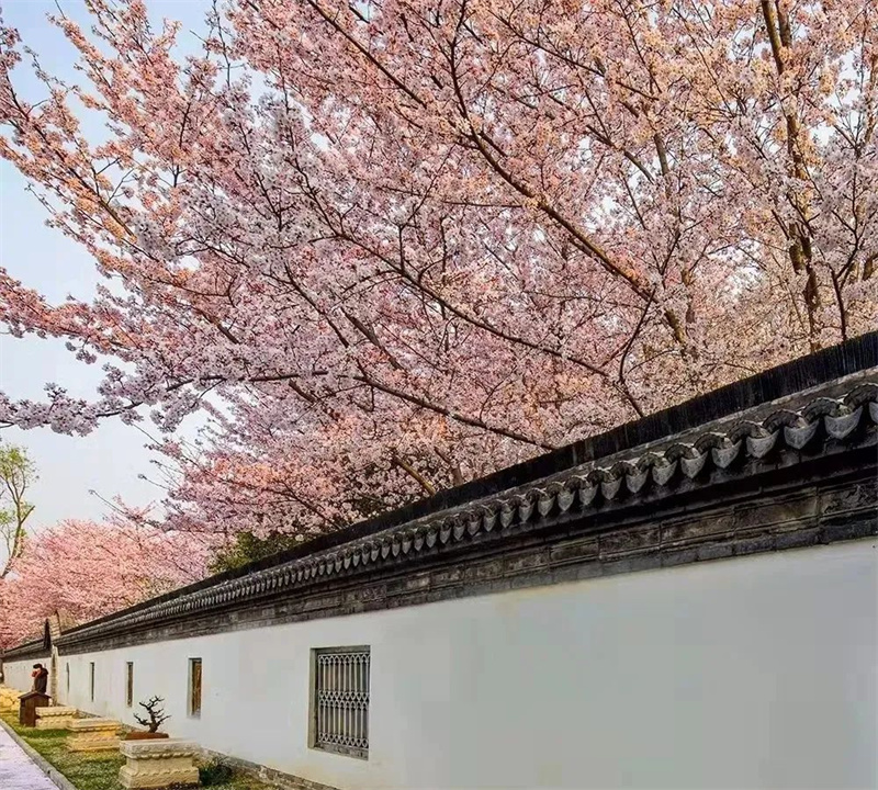 许昌：花海打卡季之浪漫花海养生游