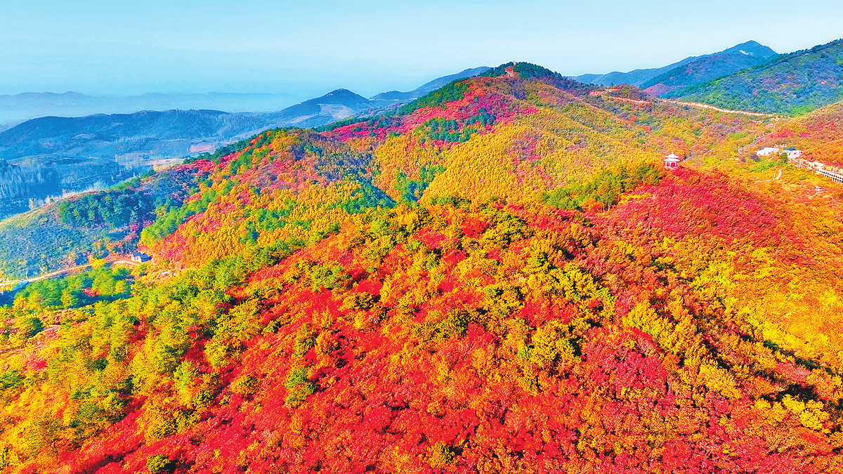 Scenery of Red Leaves on Tongbai Mountain