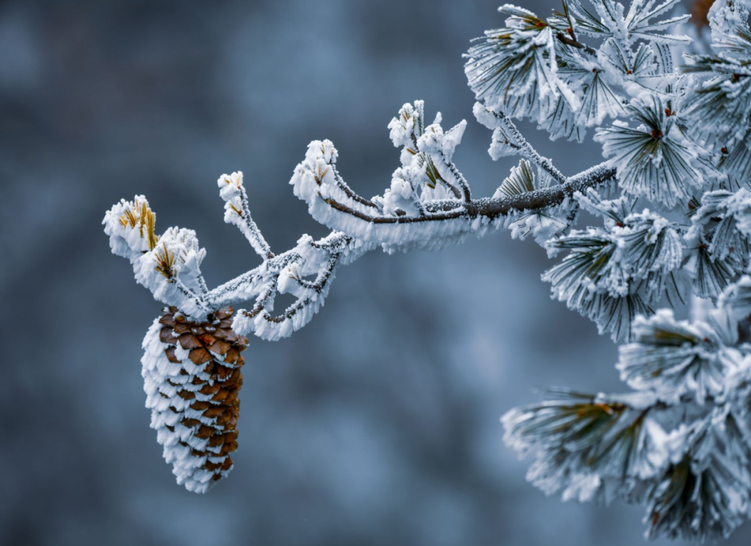 白云山：冬已至，雪入怀