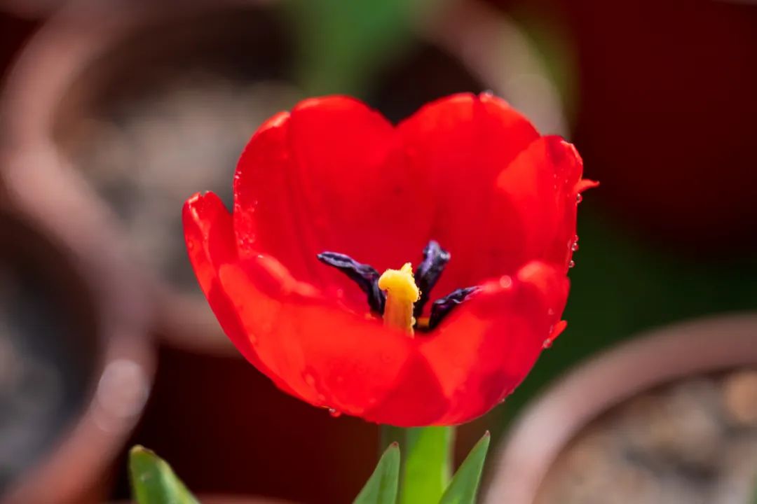 行走河南·读懂中国丨奔赴鸡冠洞郁金香花海