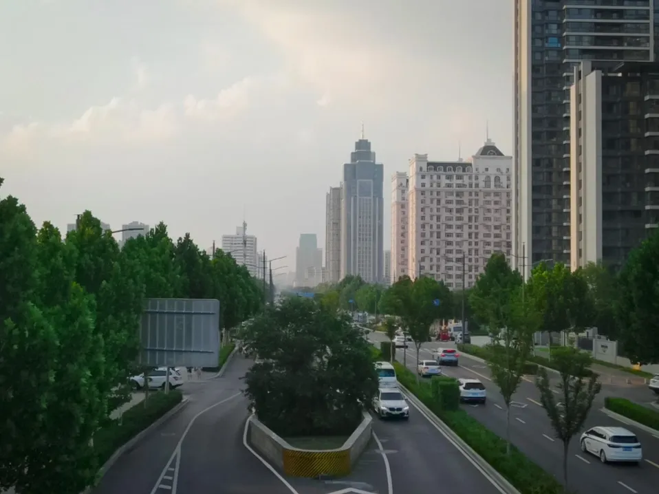 皂荚古树的风采