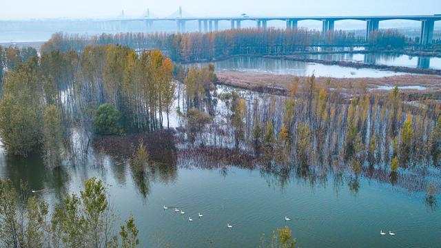 【行走河南·读懂中国】灵宝:守好黄河湿地 共享美丽生态 【行走河南·读懂中国】灵宝:守好黄河湿地 共享美丽生态